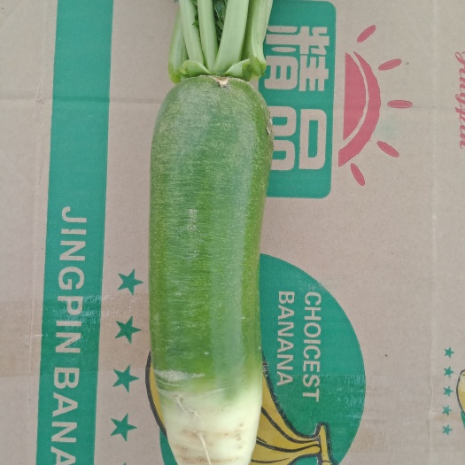 宿迁 沙窝七星水果萝卜