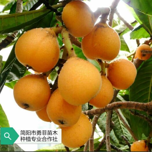 简阳市大五星枇杷苗 营养杯枇杷种苗成活率99% 四川种植基地 欢迎