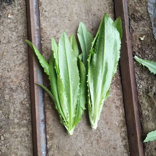 新民市美冠油麦菜 20~25cm