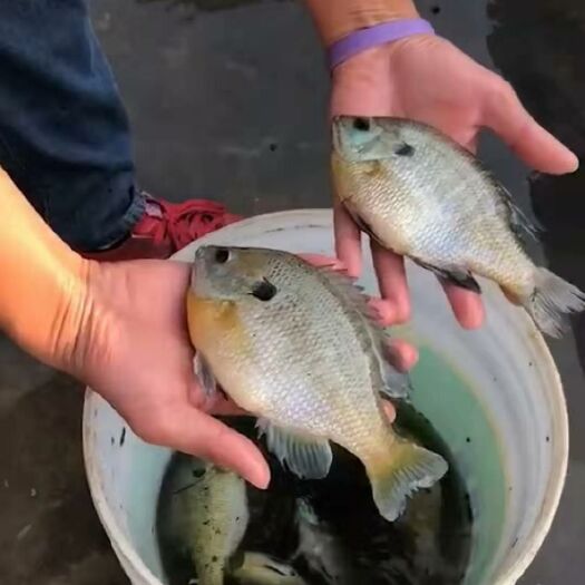 广州 蓝鳃太阳鱼苗十供自孵水花