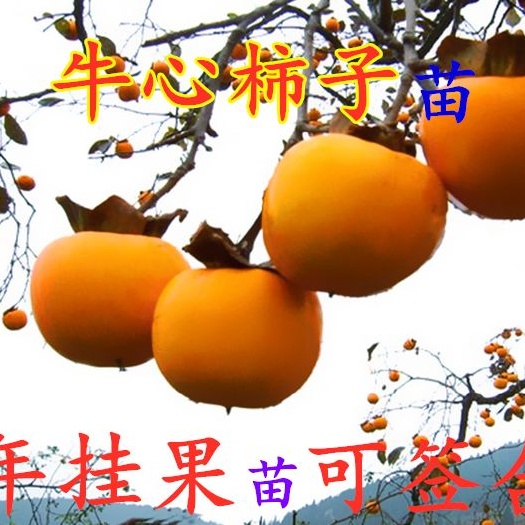 平邑县牛心柿苗 无核牛心柿基地直销现挖现发当年挂果
