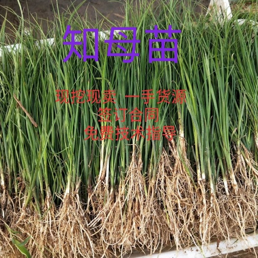 亳州中药材知母种子知母种苗知母籽