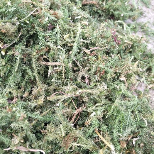 勐海县 云南伸筋草