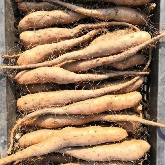 惠民县白玉山药苗  白玉豆苗，山药苗。白玉原种，小白嘴。