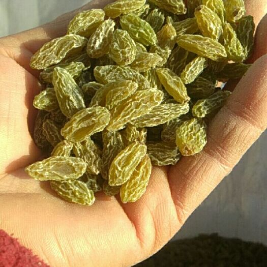 鄯善县无核白葡萄干 无核白一级