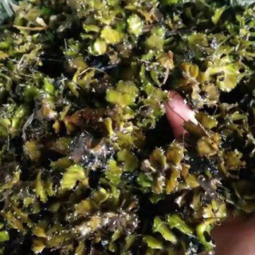 微山县龙虾，闸蟹，鱼专用麦黄草