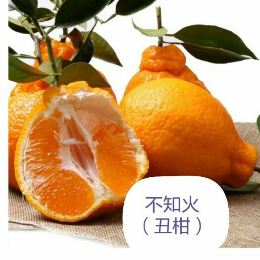 简阳市不知火苗 不知火丑柑 四川柑橘苗基地 量大从优