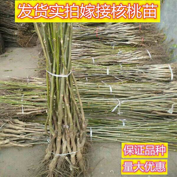  核桃苗嫁接核桃苗8518薄皮核桃苗南北方种植