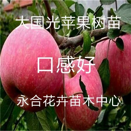 平邑县 大国光苹果树苗，口感好，糖度高，脆甜好吃，现挖现发，基地直
