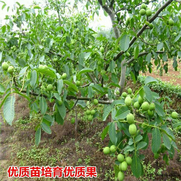  核桃苗嫁接核桃苗8518薄皮核桃苗南北方种植