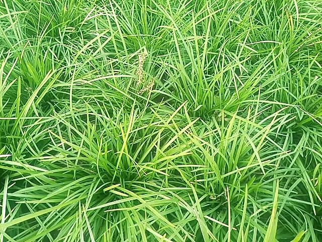 麦冬草