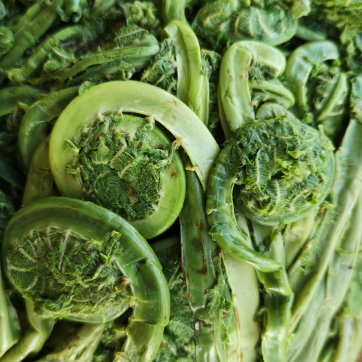 西丰县猴腿菜 东北猴腿山野菜