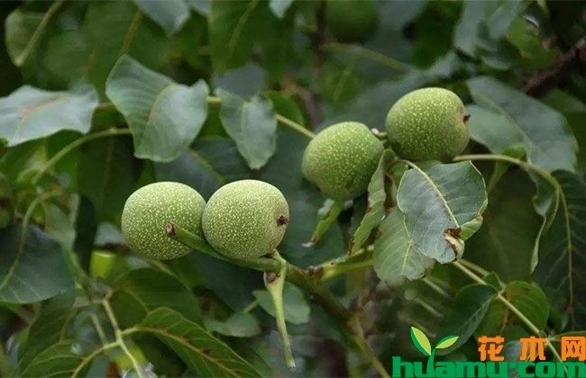 临猗县 本地核桃