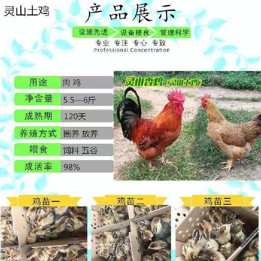 南宁灵山土鸡 诚信交易孵化场直销一手货源，质量保证技术指导