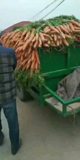 开封萝卜菜
