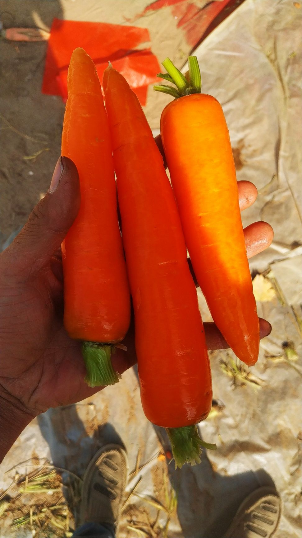 萝卜菜