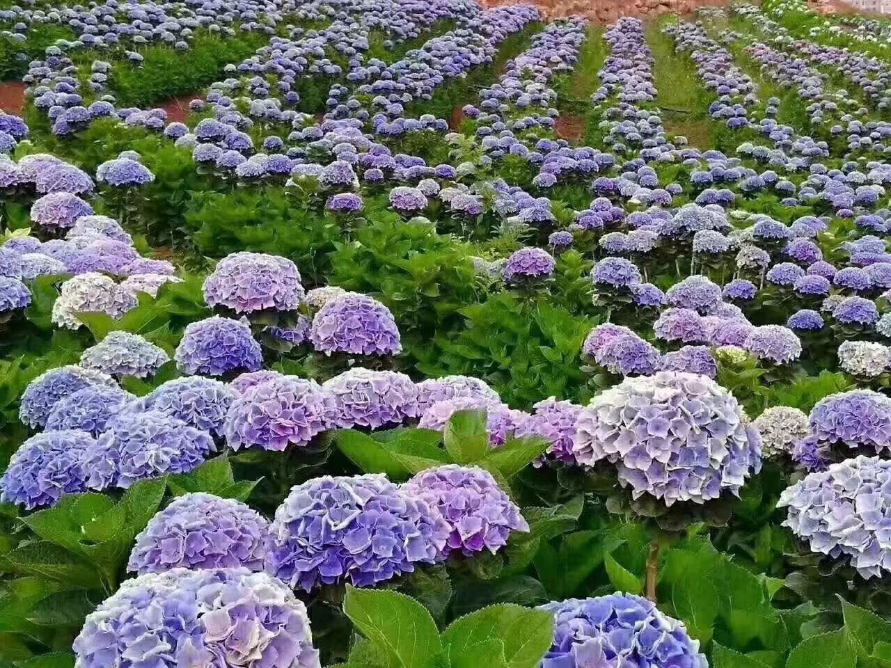 繡球八仙花無(wú)盡夏大海藍(lán)小海藍(lán) 精品小苗  用于園藝綠化工程