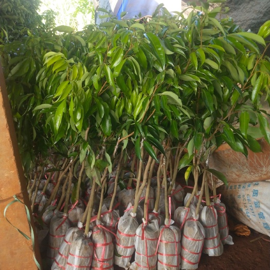 灵山县无核荔枝苗 无核荔枝！各种规格现苗！大量供应