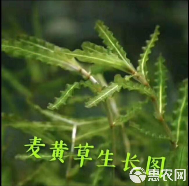 龙虾，闸蟹，鱼专用麦黄草