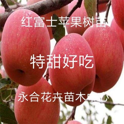 平邑县 红富士苹果树苗个大好吃，特甜特脆，糖度高，口感好，现挖现发