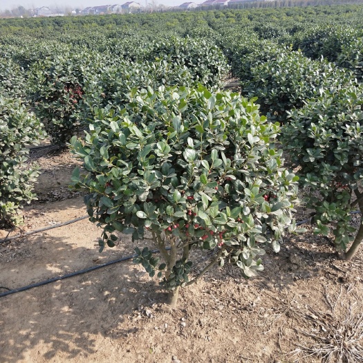 沭阳县 无刺枸骨