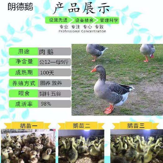 南宁朗德鹅鹅苗 诚信交易孵化场直销一手货源，质量保证技术指导