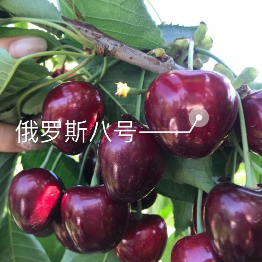 瓦房店市俄罗斯8号樱桃苗  马哈利根系俄罗斯八号，美早沙密脱红南阳，