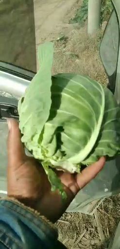 成武县绿包菜  精品绿甘蓝