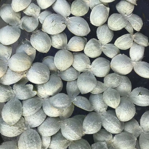 广州 广东新会陈皮，清热去谈，青柑皮薄