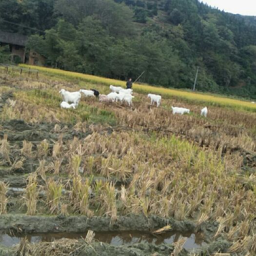 新宁县 放养白泰山羊，出肉率高，无膻味。