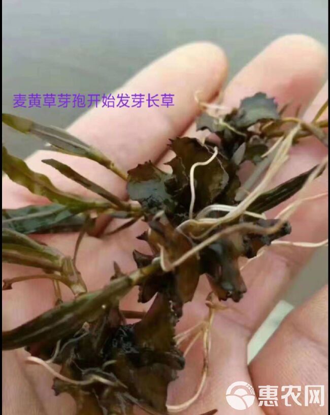 龙虾，闸蟹，鱼专用麦黄草