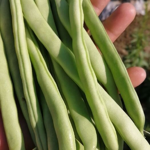 金豆，扁豆，无筋豆，四季豆
