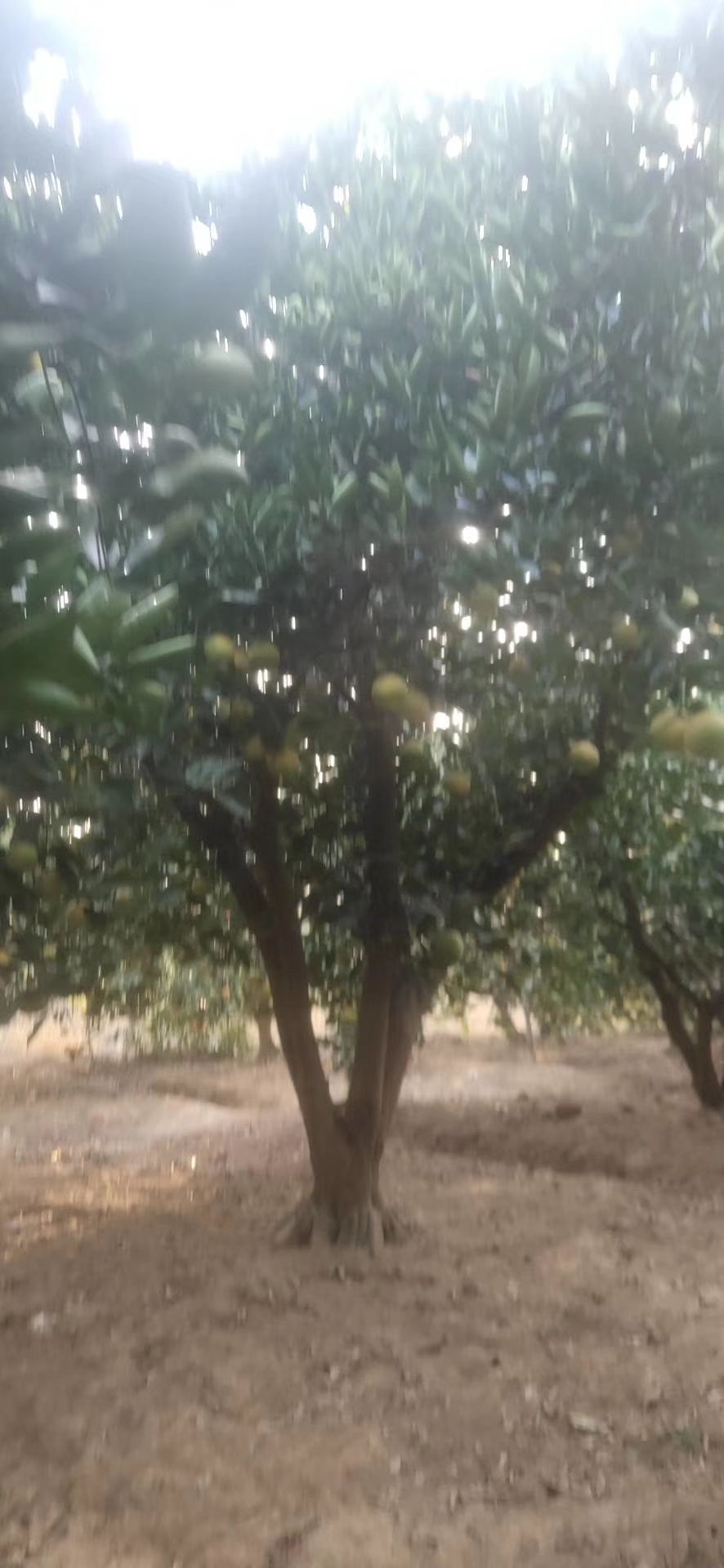 常山胡柚 沙田柚，红心柚