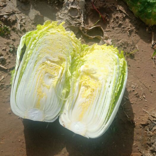扶沟县黄心娃娃菜  精品娃娃菜