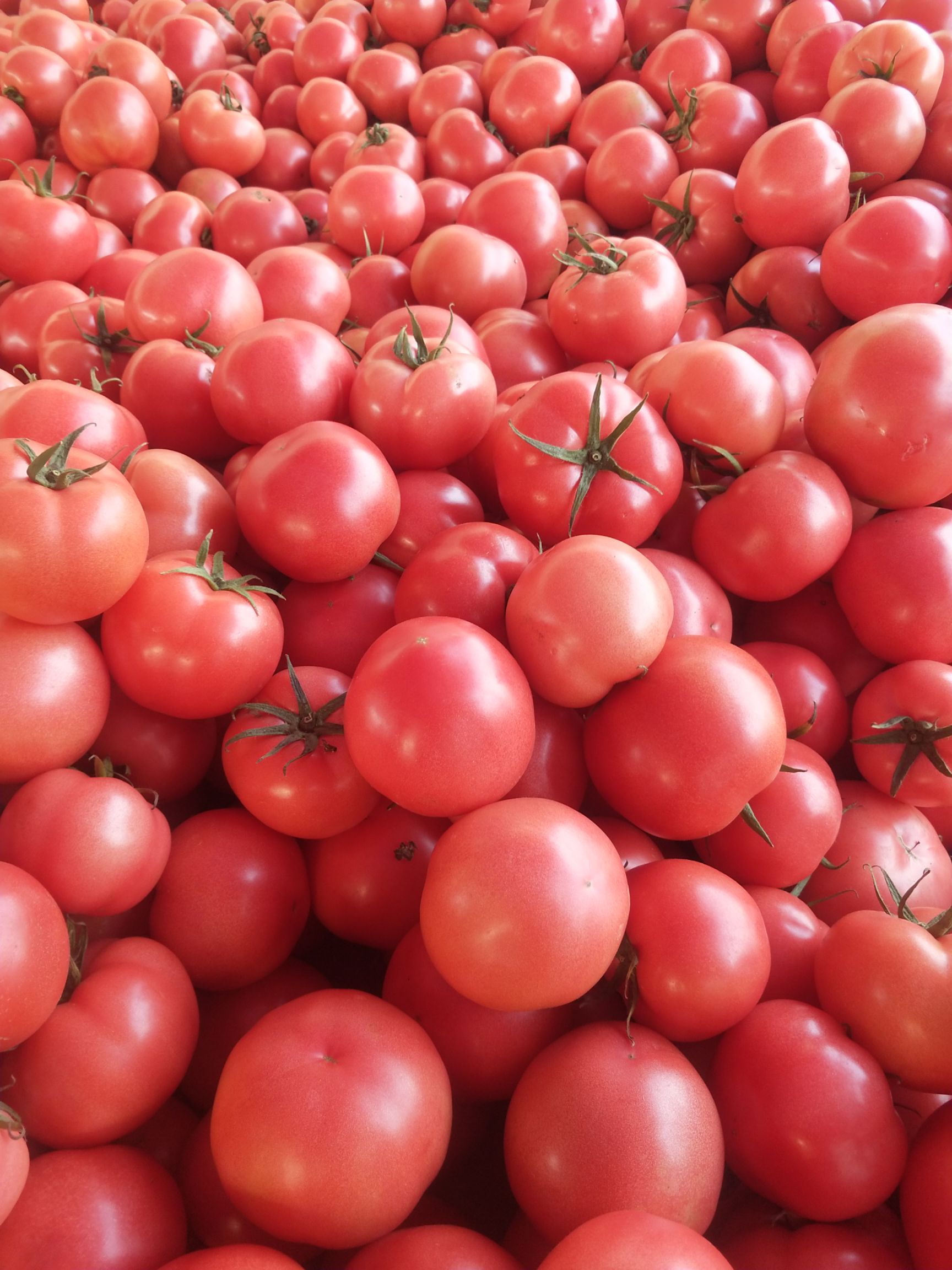 硬粉西红柿大量上市，可发超市，市场，质量保证