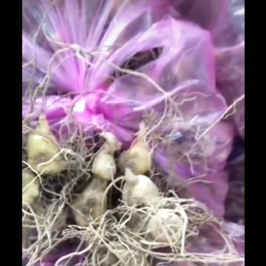 崇阳县黄精种苗 全芽姜形倒苗甜黄精