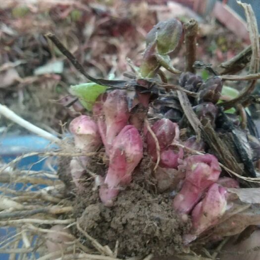 礼县甘肃陇南 优质款冬花