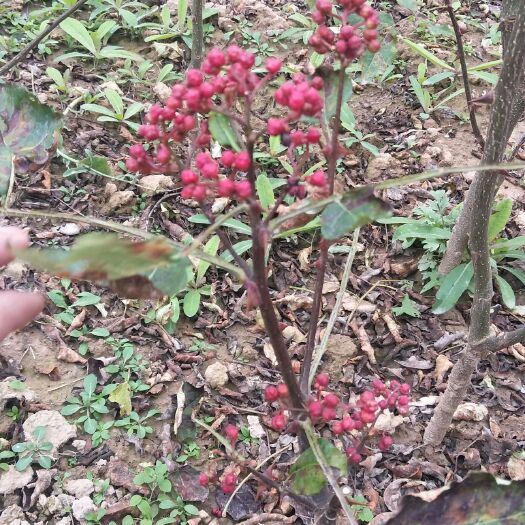 陇南大红袍花椒苗 嫁接无刺大红袍花椒树苗出售