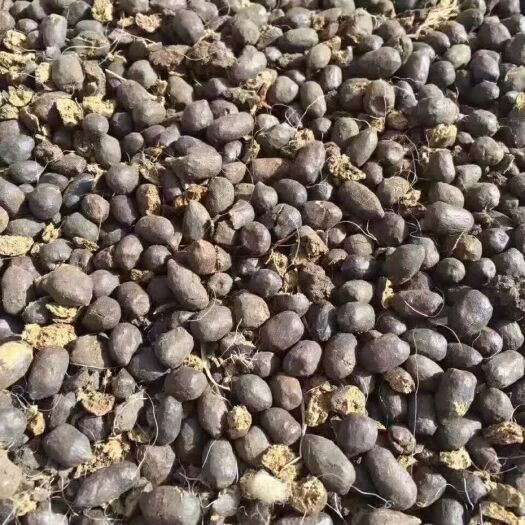 若尔盖县 羊粪 干羊粪 羊粪有机菌肥 质优价廉 诚信为本