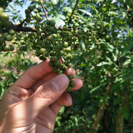 重庆市 九叶青花椒苗，产地发货，品种纯正