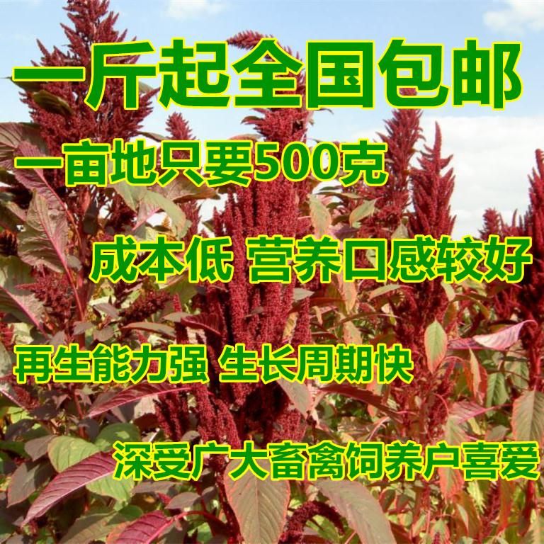 沭阳县美国籽粒苋种子千穗谷高产牧草种子猪鸡鸭鹅牛兔喜食