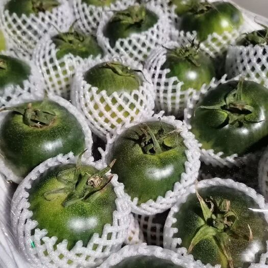 盘山县草莓西红柿 正宗国家地理标志性水果蕃茄