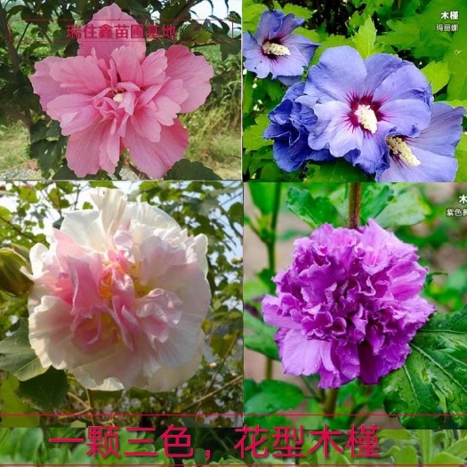 平邑县桂花树苗 木槿花树苗，在我国南北地区高原都可以种植的，包成活，四苗补发