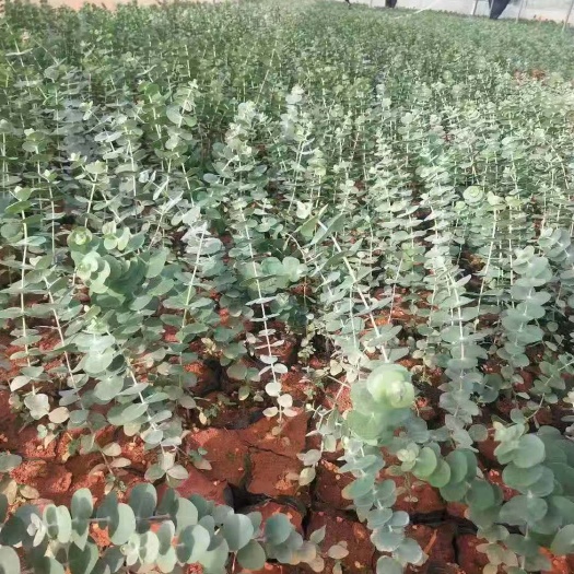 尤加利杯苗  精品苗 带杯带土发货 全国各地都可以发货