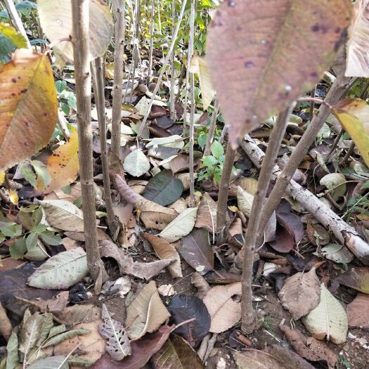 大连 自家樱桃苗 花脸雷尼 金鼎红 萨米脱 红绣球 质量保证