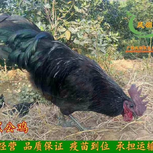 南宁五黑鸡苗 五黑鸡