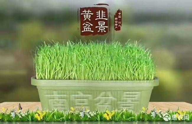 南宫市韭黄盆景  12斤头茬一级黄韭盆景