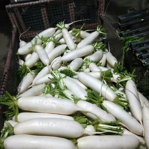 南部县白萝卜  本人常年种植萝卜及代办，精品萝卜出售