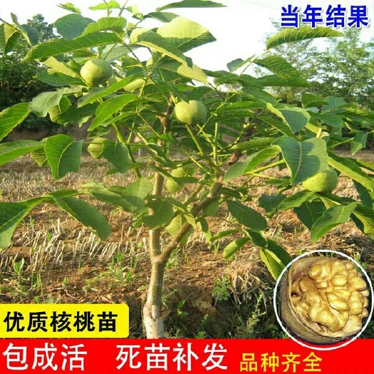 平邑县 核桃苗嫁接核桃苗8518薄皮核桃苗南北方种植
