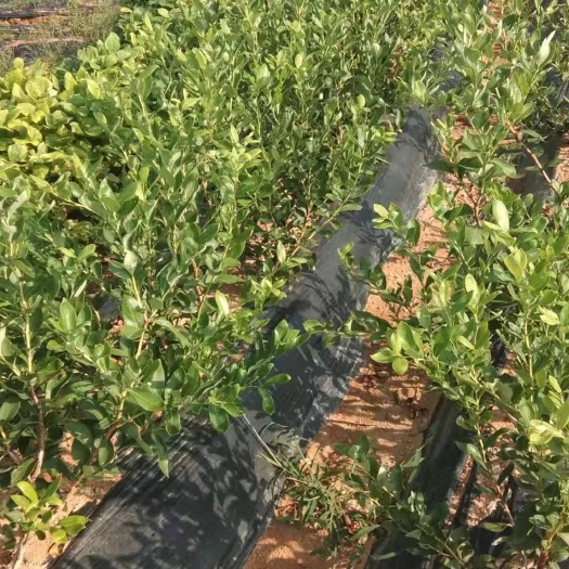 莒南县 地栽蓝莓苗，保证品种